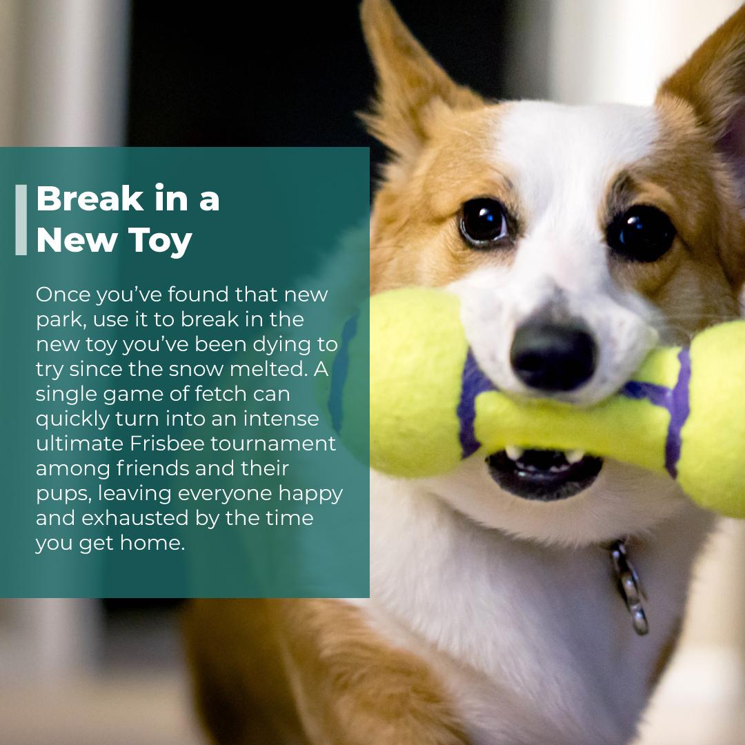 #holisticvetcare #pet #tips #dog #health #canine #spring #goodhabits #new #toy #exercise