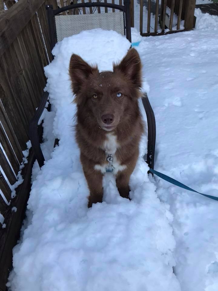 Sudbury_Police's tweet photo. BOLO for Mookie!Dog is possibly a Corgi/Sheep dog mix but can be mistaken as a Fox! Last seen wearing a blue leash that may still be attached to him. Last known location was in the area of Lincoln Sudbury High School.#PleaseShare #FindMookie #WhereinSudburyisMookie #WhereisMookie https://t.co/gkMGIttxT5