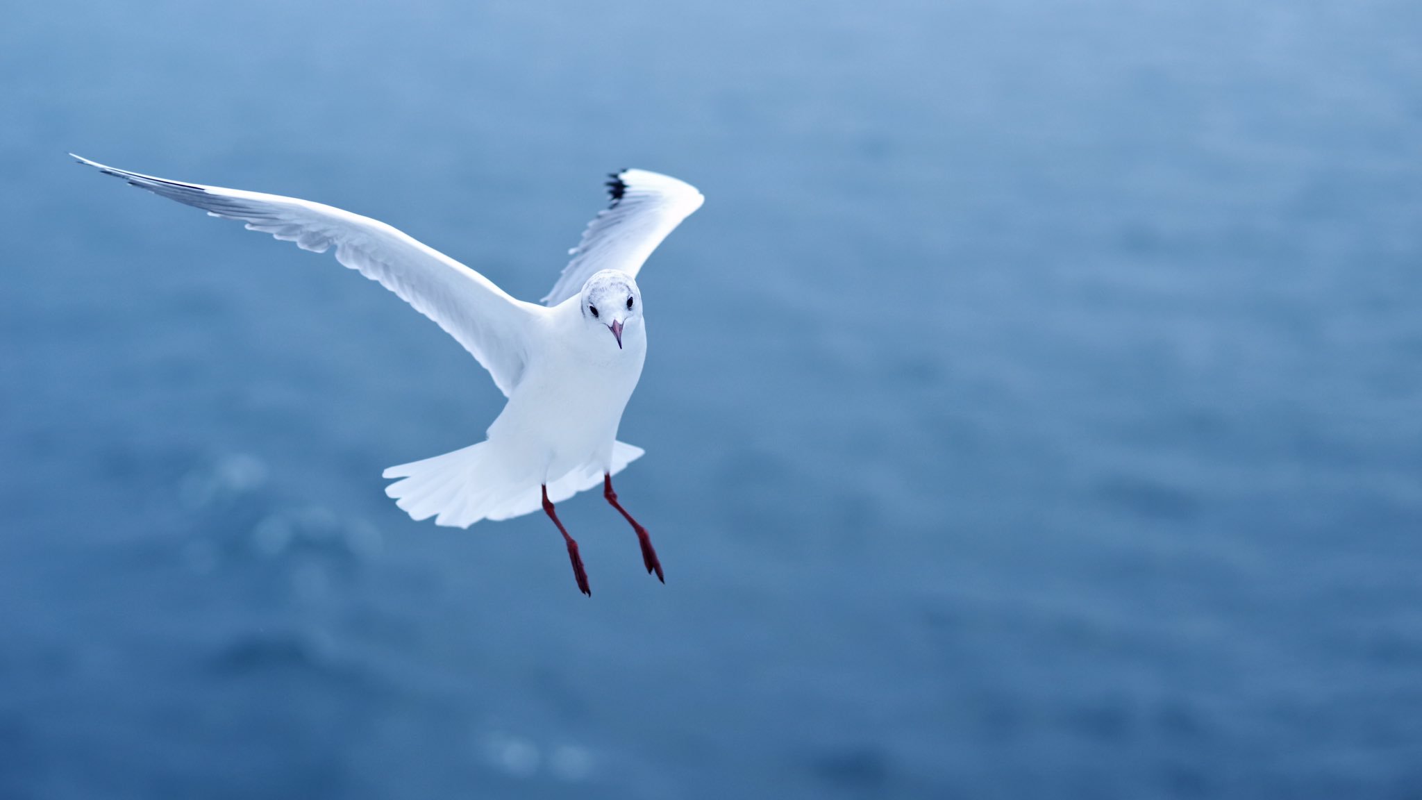 ﾇﾒｻﾜ Twitterissa フェリー乗ってる間 横を飛んでる鳥を撮るの楽しすぎて 鳥に餌やるキッズたちを横目にずっと鳥おじやってた T Co Rvzqy8xgyl Twitter