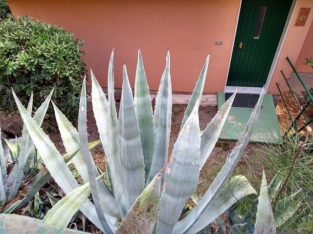 lafrancesca1961's tweet photo. Agavi del weekend...
Weekend agaves..
#lafrancesca #lafrancescaresort ##cinqueterre #bonassola #levanto #latuacasaalmare #yourhomeatthesea #climasubtropicale #subtropicalclimate https://t.co/EHvD7seHbC https://t.co/ngkB4F9F3H
