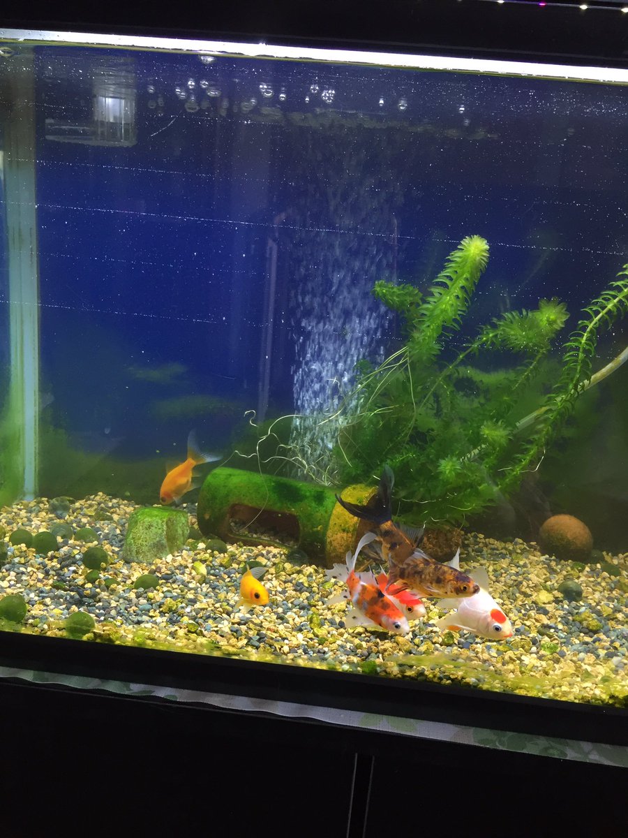 メアロ 長モノ水槽 上部フィルターのお掃除したので 換水は1 3のみにしました まだ少し水が濁ってる ここに朱文金がもう一尾入る予定 明日には届くけど どんなコかな 小さな楽しみ 大きな幸福感 金魚 メアロ 長モノ水槽 上部フィルターのお掃除したので 換水は1 3のみにしました まだ少し水が濁ってる ここに朱文金がもう一尾入る予定 明日には届くけど どんなコかな 小さな楽しみ 大きな幸福感 金魚