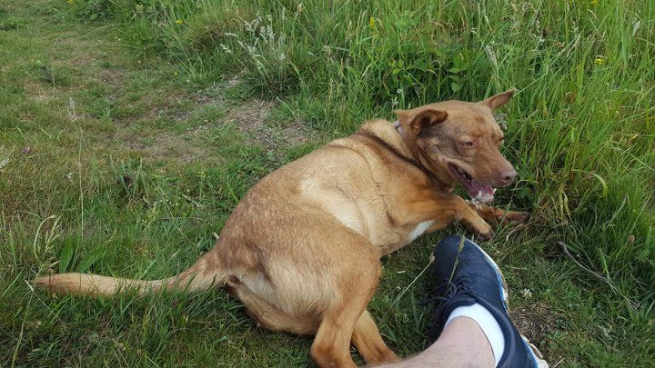 BorisMorrisVan's tweet photo. Luppa was found safely during the early hours after people heard her barking. #Reunited #HappyEnding #Carisbrooke #CarisbrookeCastle #IsleofWight @comehomecharlie @EHCarisbrooke https://t.co/mtuBJtcwiX