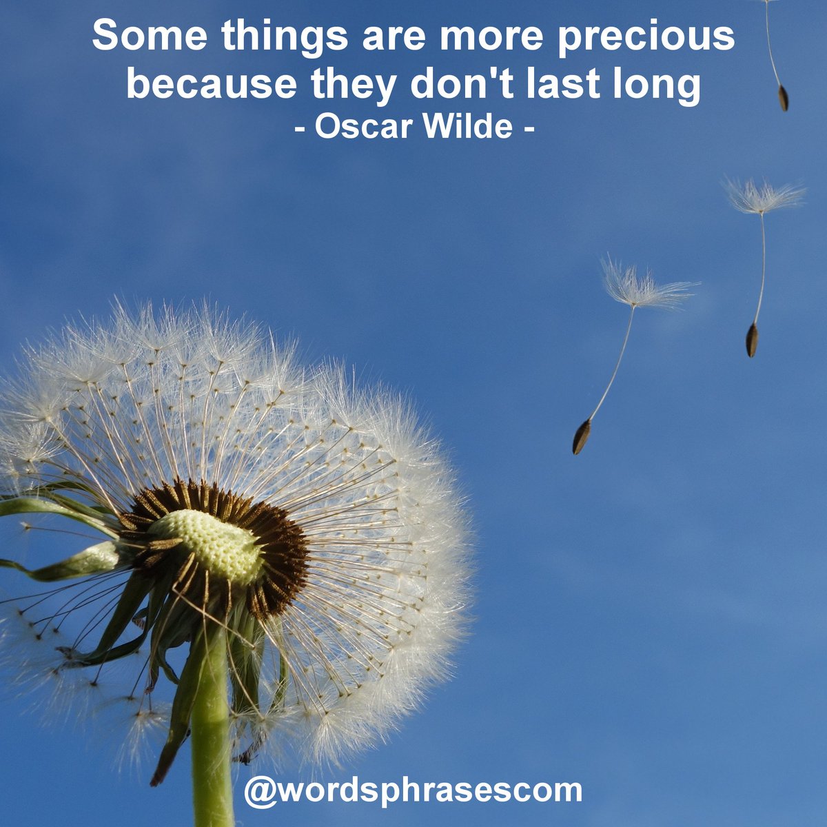 wordsphrasescom's tweet photo. What is precious to you? Leave your comment. Life is short, so enjoy the moment! Do you agree? 
#dailyquotes #learnenglish #quotesdaily #englishwords #englishphrases #practiceenglish #englishquotes #oscarwilde #oscarwildequotes #dandilion #lifeisshort #enjoythemoment https://t.co/eB0qrnGTMZ
