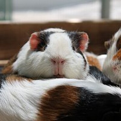 つるりん (@tsururin00) / Posts / X