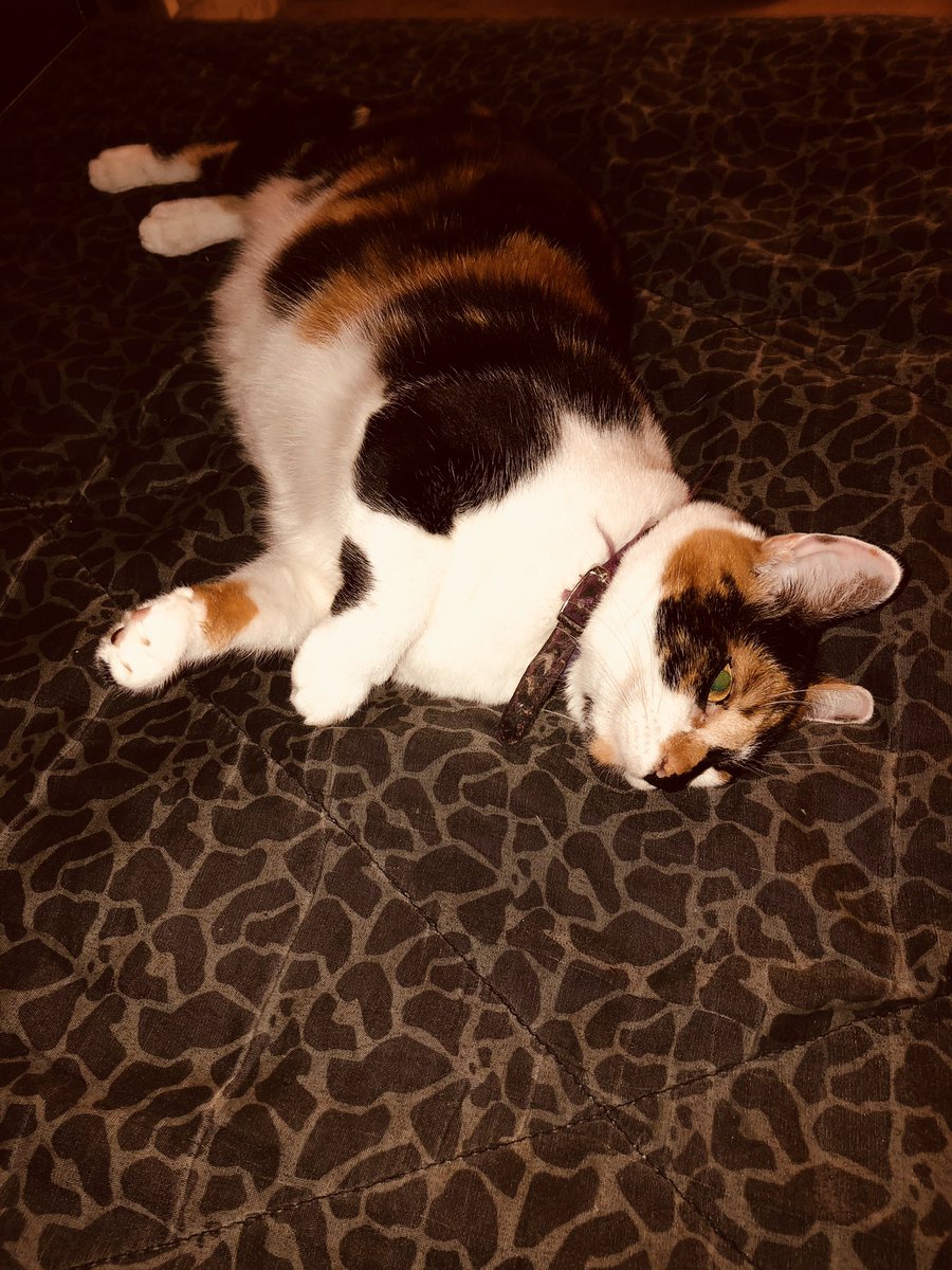 theGOPDuck's tweet photo. I was out of litter for my cat’s litter box tonight.  But no worries.  I just printed out the latest @BuzzFeed and lined the bottom &amp; Hope went right to the bathroom!  #TabloidTrash https://t.co/tDvJP0HTYd