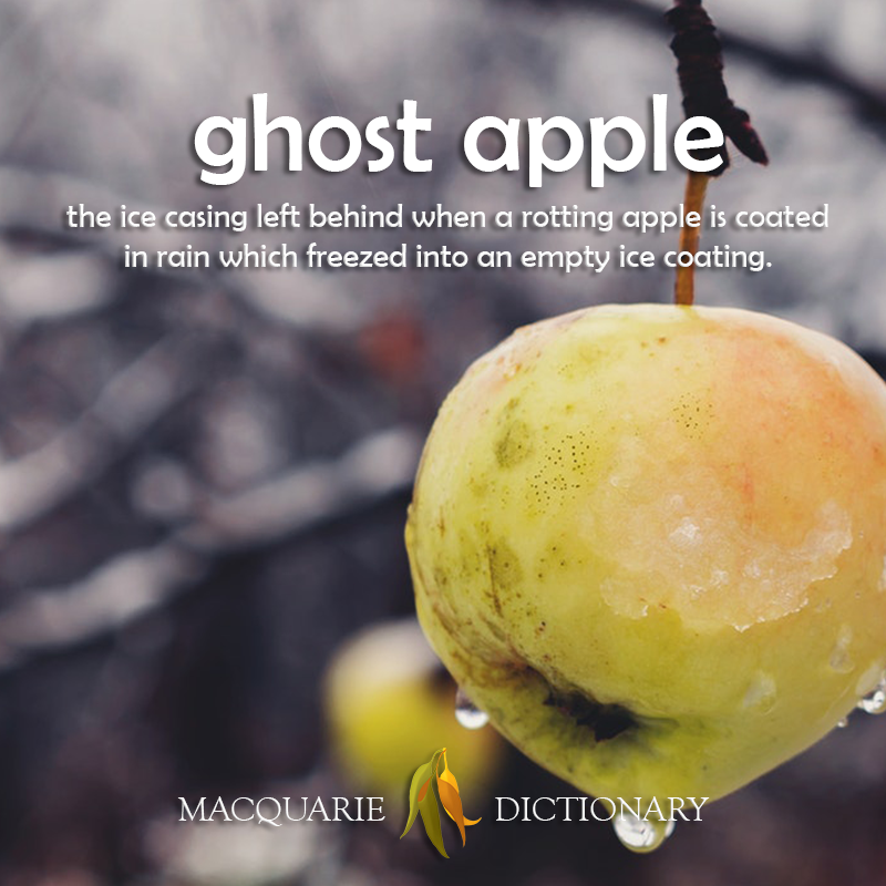 MacqDictionary's tweet photo. These don't happen often (or possibly at all) in Australia, but they are beautiful. Should they go in the dictionary? #GhostApple https://t.co/vpLALnxshK https://t.co/k0lr3rFKuL