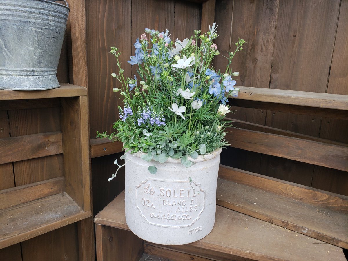 ジョイフル本田 ガーデンセンター Twitterissa ガーデンセンター守谷店 本日の寄せ植え ﾃﾞﾙﾌｨﾆｳﾑ ｱｸｱﾌﾞﾙｰ ﾐﾙｷｰﾐﾝﾄ の寄せ植え 爽やかカラーの寄せ植えにしました もちろん苗も販売してますよ 寄せ植え ﾃﾞﾙﾌｨﾆｳﾑ ｶﾞｰﾃﾞﾆﾝｸﾞ ｱﾚﾝｼﾞ 春 T