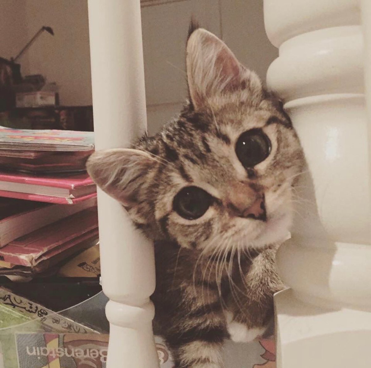 lilmissniss's tweet photo. peek-a-boo
#kittendays #catsoftwitter https://t.co/Ezx4jMeEZT