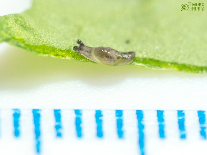 Snails Twitterissa Slug Baby About One Week After Hatching My Length Is Approximately 3 Mm ナメクジの赤ちゃん 孵化しておよそ1週間 僕の体長は約3mmだよ Slug 蛞蝓 ナメクジ なめくじ T Co Uwch86ome1