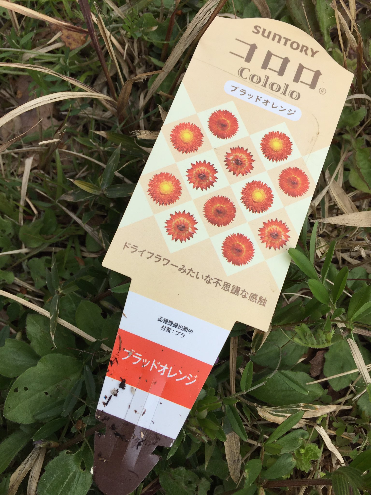 山暮らし なこさん コロロ という謎の 花 を ホームセンター で発見 触るとカサカサとした手触りで ドライフラワー みたいです 4色くらいあって １ポット３００円くらい とりあえず ひとつ育ててみようと思います 今日の山暮らし