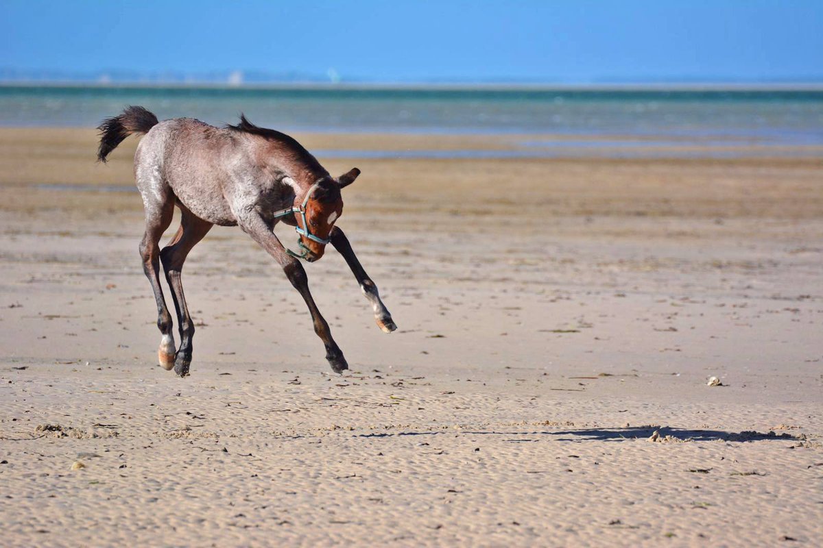 Randocheval's tweet photo. Au #Mozambique, les poulains ont la belle vie, comme en témoigne ce petit Apollo plein de vie sur la plage !
=> Votre #voyage à #cheval au Mozambique : https://t.co/wLXiHB8onO
=> Contactez #Randocheval au 04 37 02 2000 ou info@randocheval.com https://t.co/QtOPc7sFcQ