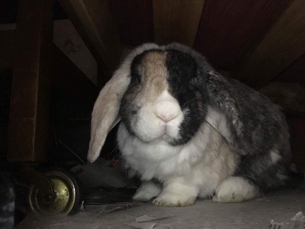 buddy_clyde's tweet photo. @FourrosesNL @BunniesEnzoLuca @preciousways12 Iz those colours toos. https://t.co/nLXWpDg9FS