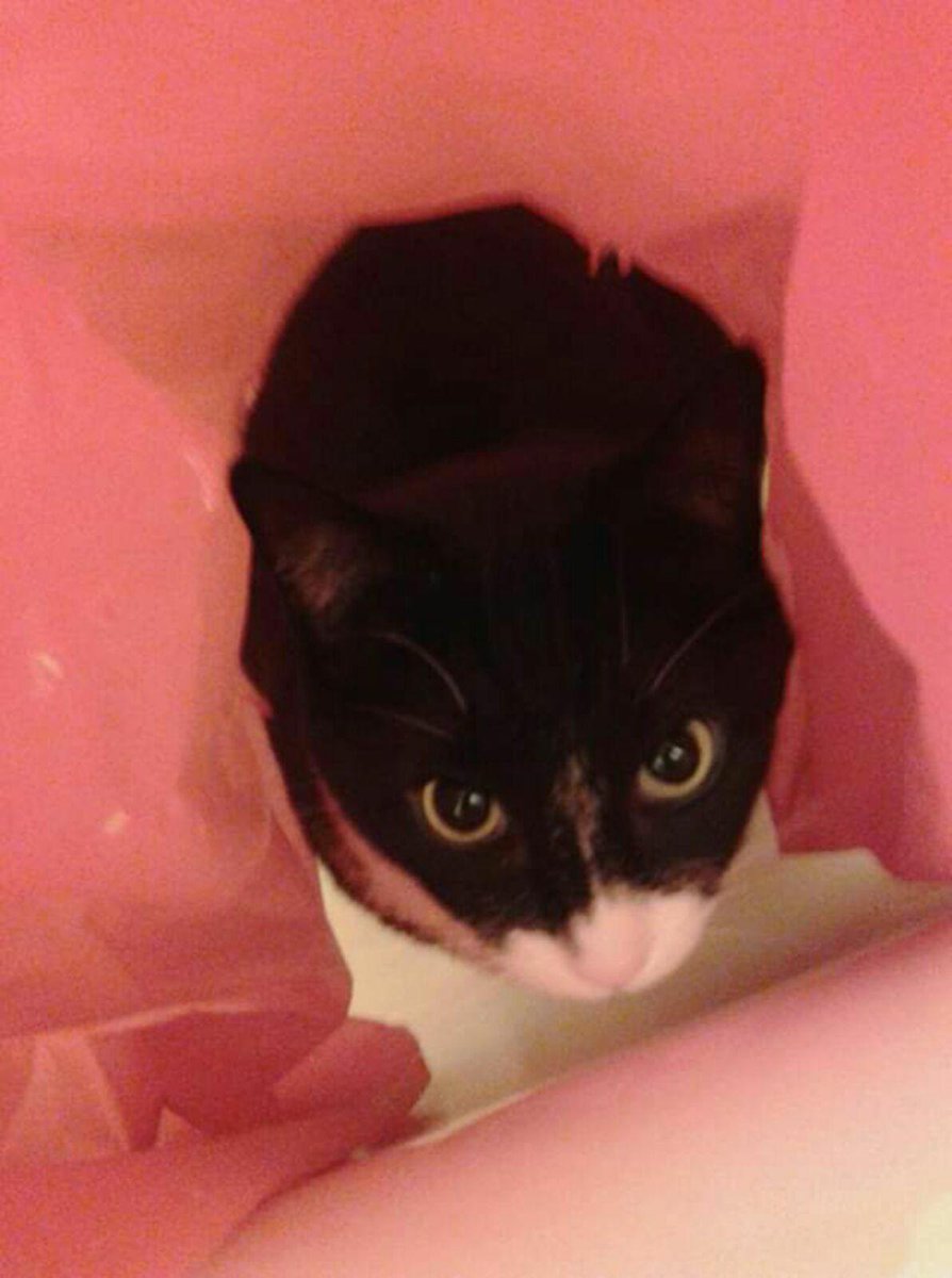 TheAngryToads's tweet photo. Come join us at 12p est for the SAVE THE KITTY Livestream! We are raising fund to help Wally! https://t.co/3J9btdxiBq #Caturday #CatsOfTwitter #catsofinstagram #Overwatch #SmallYouTubeArmy #SupportSmallStreamers #gofundme #charity #Retweet #crowdfunding https://t.co/07GBdRBfkH