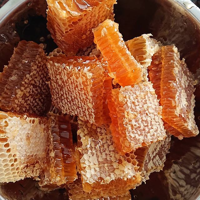 beesofsuburbia's tweet photo. Hand pressing honey means if needs to be cut into many small pieces! #honeyharvest #honey #backyardbeekeeping
#beekeeping #miel . 
P. S. I'd have kept this frame as comb honey if it wasn't for the foundation wax sheet! 😝 https://t.co/Hfp1fbBCTp https://t.co/C9EQFWewh2