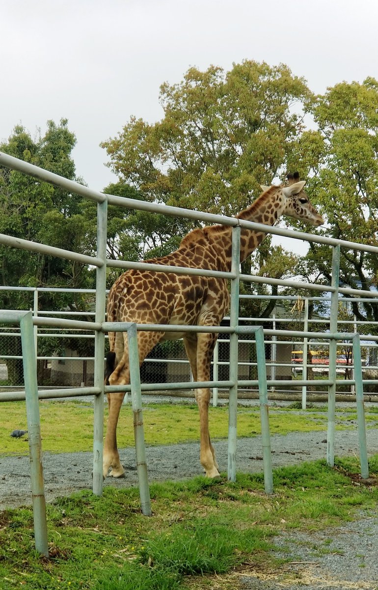 #今日D
一巻の江津湖公園編で上司さんたちが公園側から見ていたキリンさん&amp;ゾウさんが動物園の中側から見られるようになりましたよ🦒🐘
遅ればせながら熊本市動植物園さん全面開園おめでとうございます❗ 