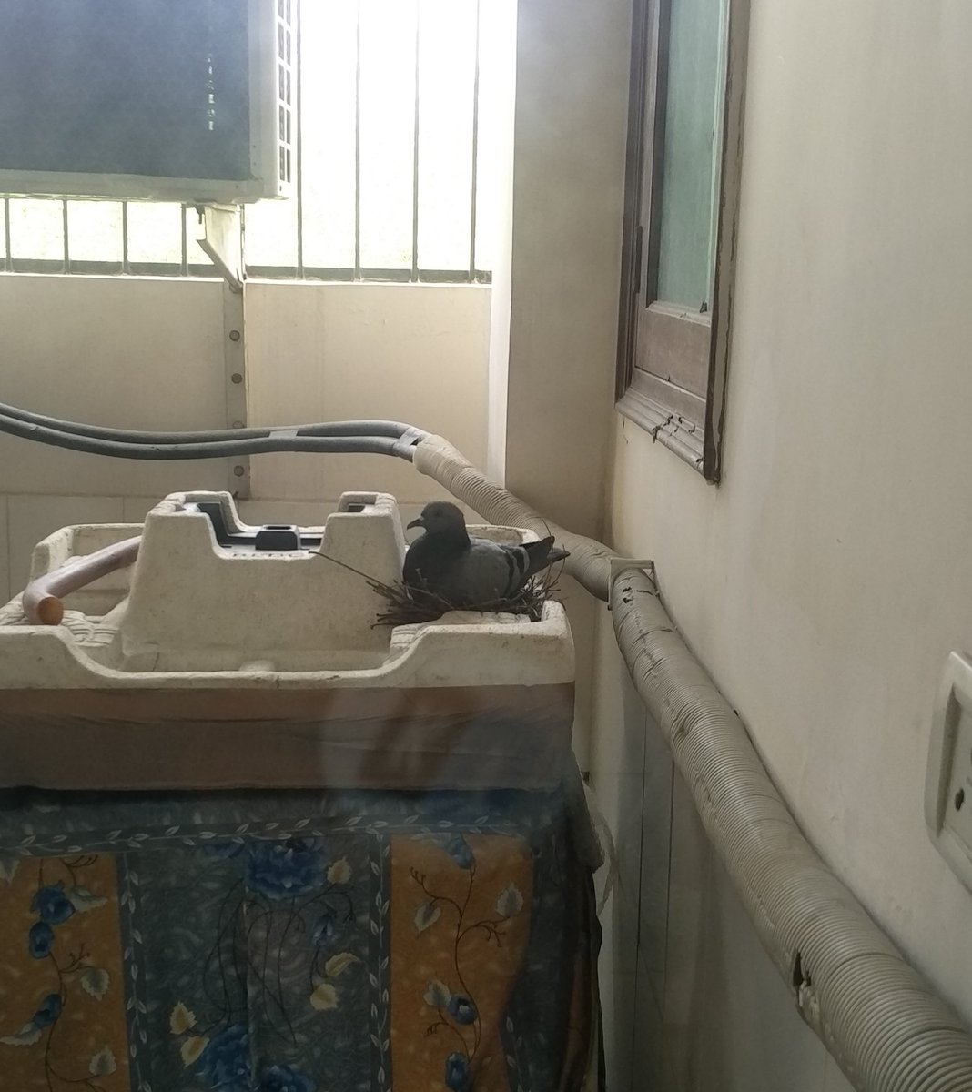 praveen_sinha's tweet image. I never knew this frequent flier will be  encroaching my backyard space.

#piegon