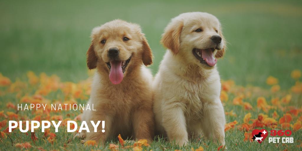 360PetCab's tweet photo. It’s #NationalPuppyDay! What are you doing for your puppy this weekend? To help you do something nice for your furry one we are giving away the first non-emergency pet transport for free during the month of March. Book yours today by visiting→ https://t.co/hzrczG4oo2 https://t.co/hZ3Dyfo61y