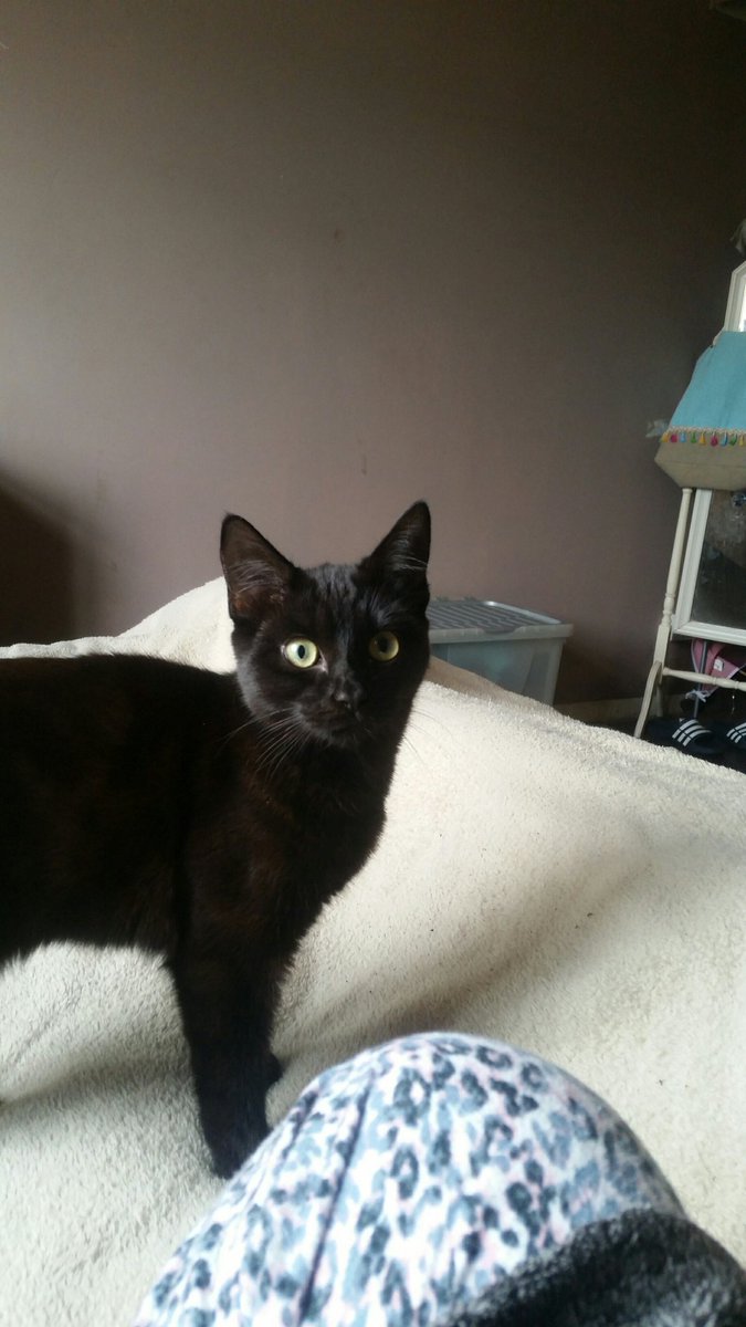 elainewalch111's tweet image. Ms. Flo #Caturday #catsoftwitter #imalady