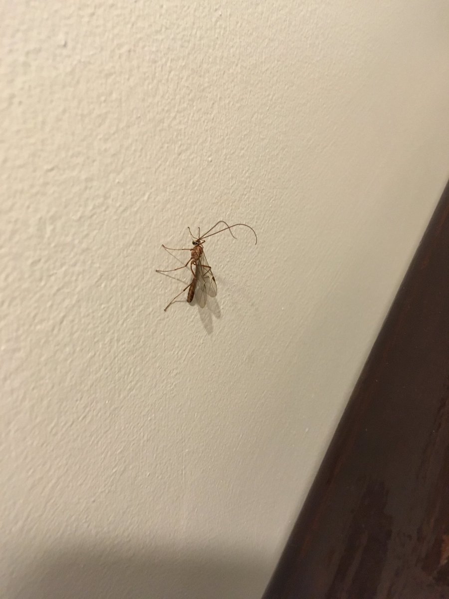 ecokate92's tweet photo. Would anyone be able to identify this beauty for me at all? #entomology #species #Gorgeous https://t.co/dJpZexc1fE