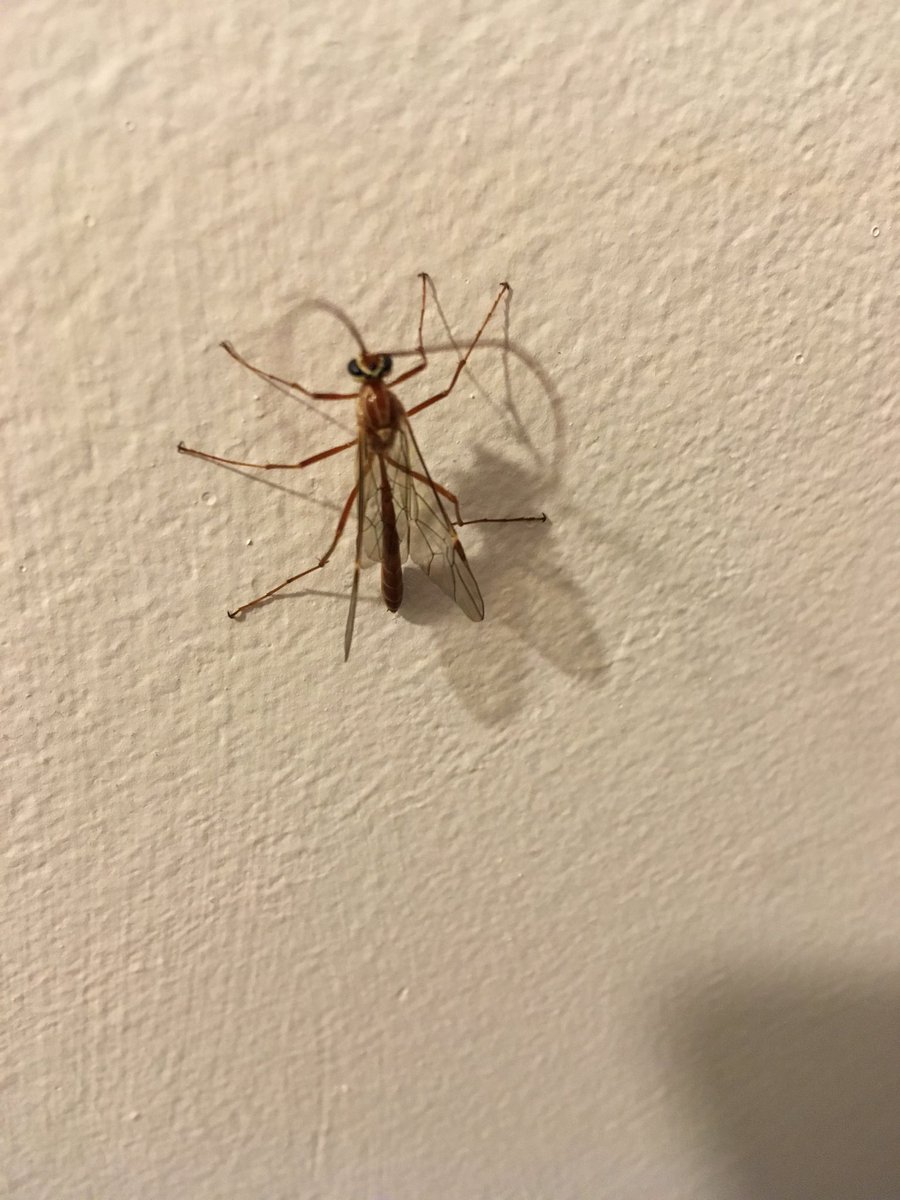 ecokate92's tweet photo. Would anyone be able to identify this beauty for me at all? #entomology #species #Gorgeous https://t.co/dJpZexc1fE
