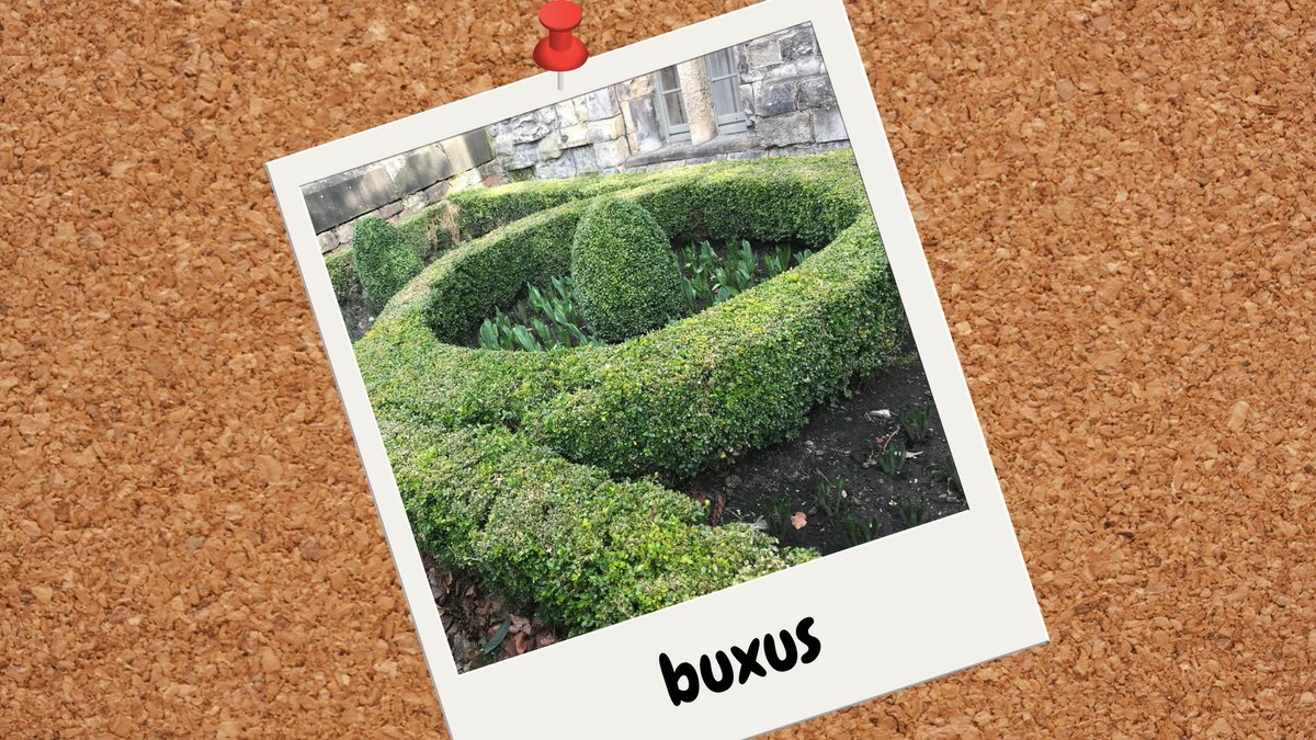 northernassist's tweet photo. ๐ฒ Today ^TW has got some lovely shaped hedge called Buxus for his guide to the #FirstFlowersOfSpring! Do you cut your hedging into any shapes? ๐ฒ https://t.co/K3IJhSg8er