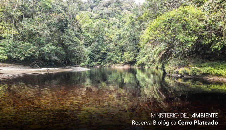 EcuadorMAE's tweet photo. Ubicada en la coordillera del Cóndor, la Reserva Biológica Cerro Plateado, protege bosques de neblina y páramos. Es el hogar de una inmensa cantidad de especies de fauna y flora amazónicas y andinas, muchas de ellas endémicas. #FelizSábado https://t.co/3TLxJ8qab0