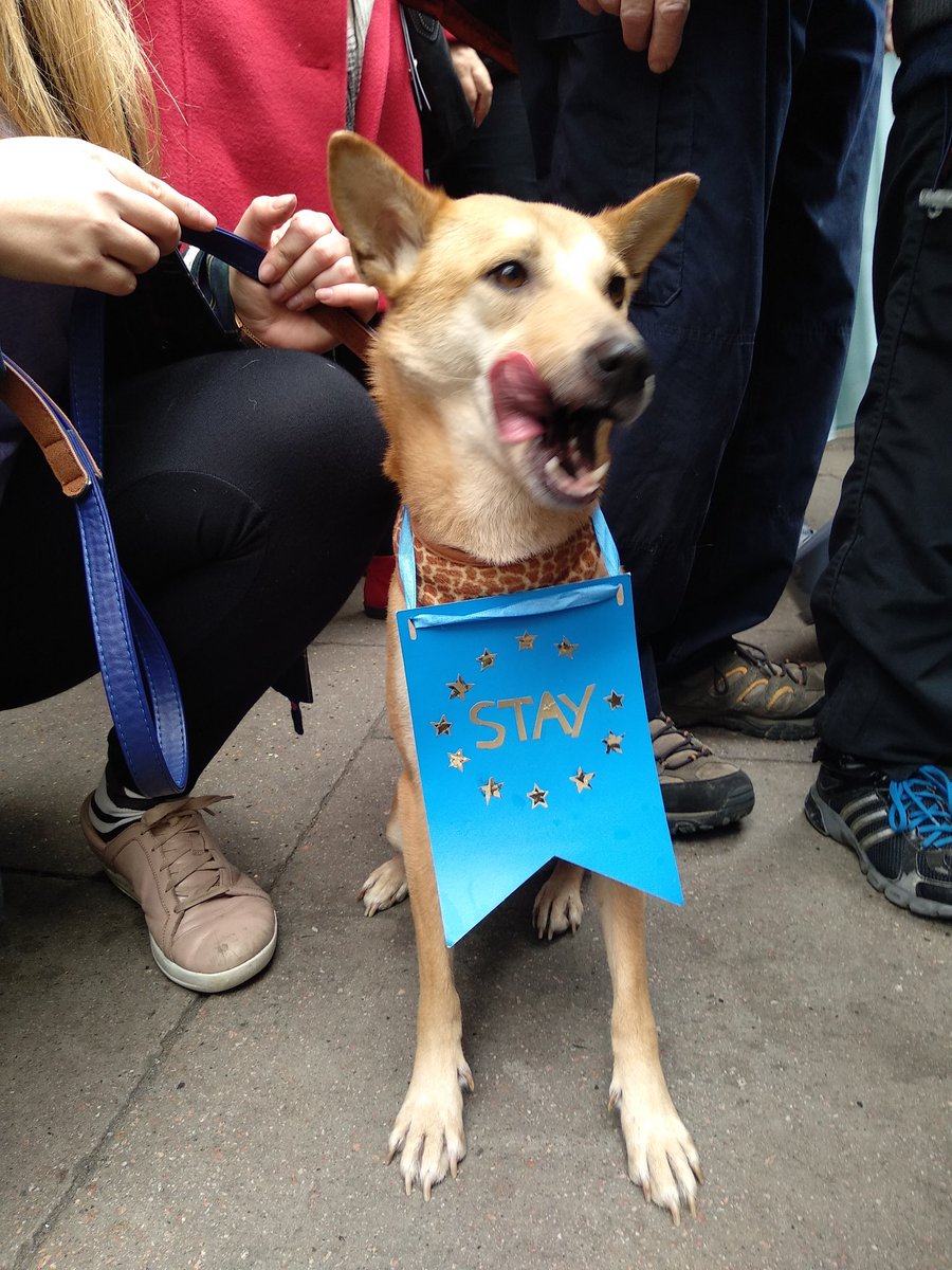 lastoilshock's tweet photo. Sensible dog! #RevokeArticle50 #PutItToThePeople https://t.co/RHhzCU71a6
