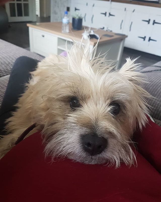 MeelaDog's tweet photo. Inside dis growing tummy is my sister, and I lub her already. Also I know I'm scruffy I'm being groomed today. #sister #baby #mynewbestie #itsnicetolieon #scuffycairn #ihearherheartbeat #terrierific #cairnterrier #cairnstagram https://t.co/wEdIVzY3bo https://t.co/ToSREs0asn