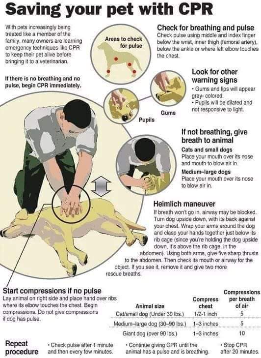 GreyhoundPetsNW's tweet photo. #Greyhounds https://t.co/FBm7gBVnrZ