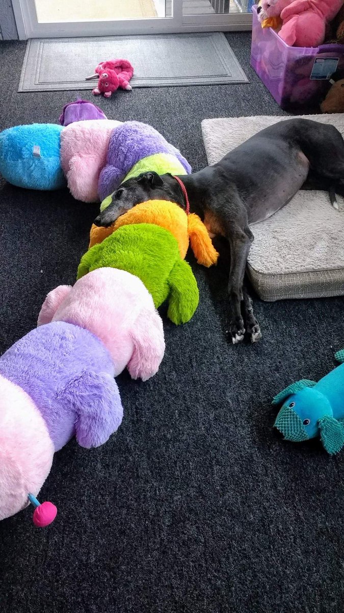 GreyhoundPetsNW's tweet photo. #Greyhounds https://t.co/4ktYJiGvpk