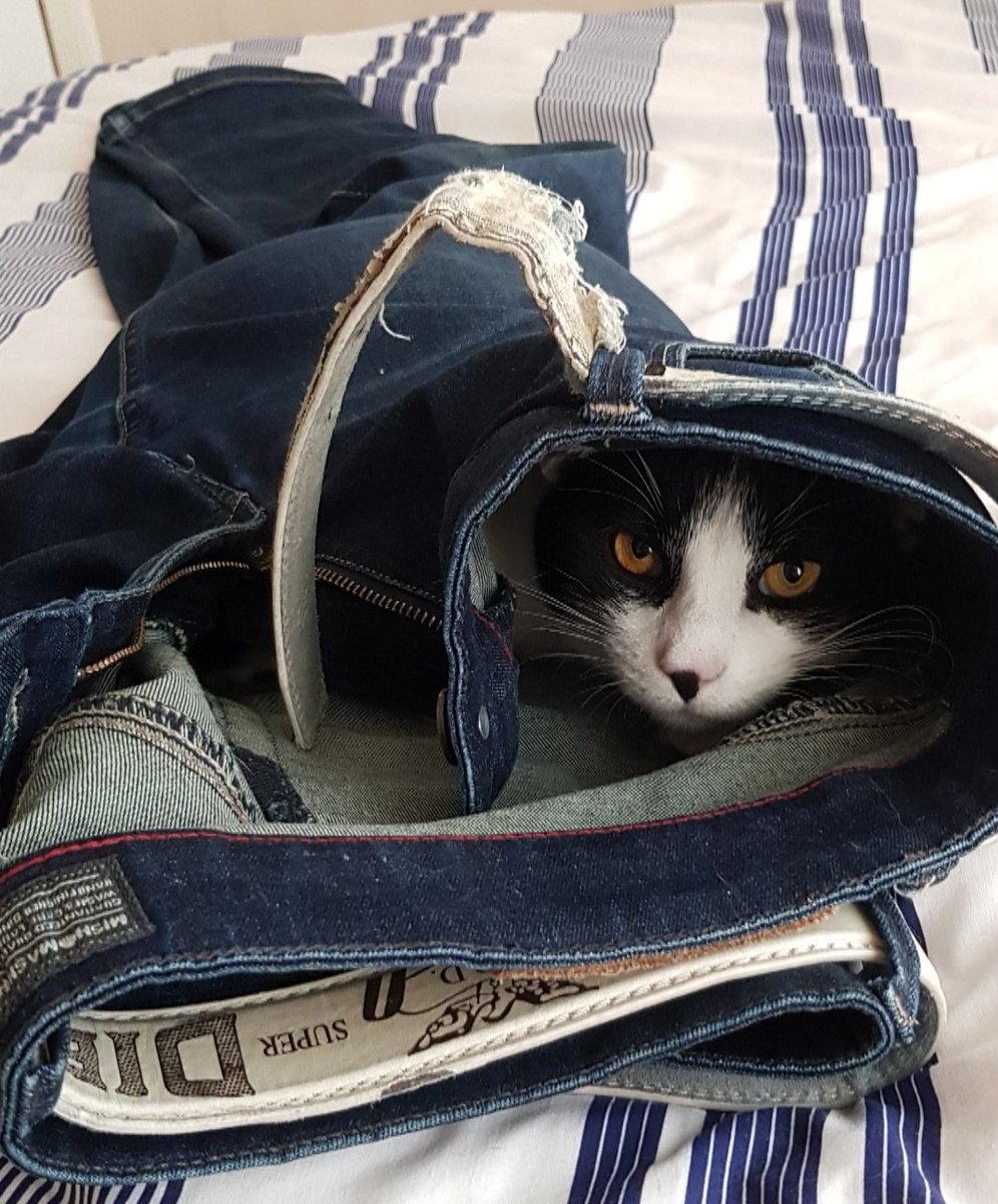 bachruck's tweet photo. Rascal by nature, 
it's in his jeans.

#caturday 😺 #catsoftwitter https://t.co/5rXpJRDY8l