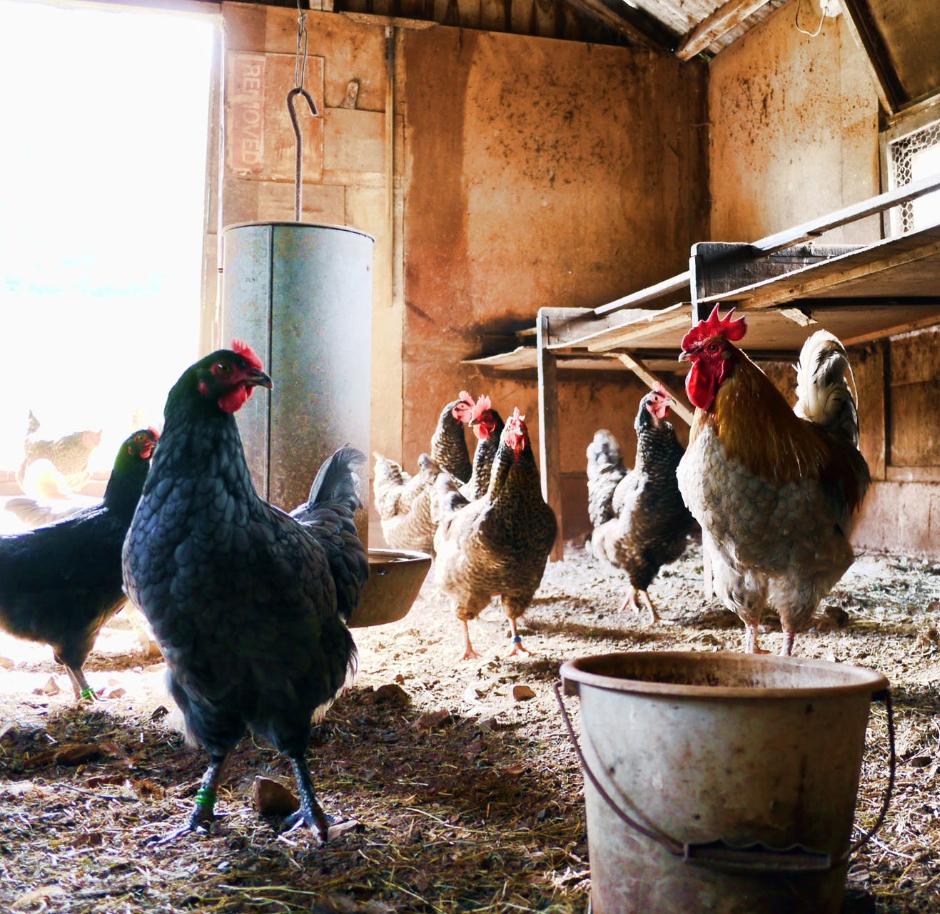TÉLÉCHARGER CHICKEN HEN R3 HEN TÉLÉCHARGER R3 CHICKEN