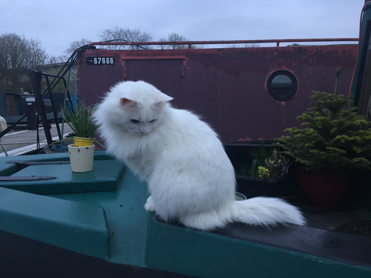 PangurBn5's tweet photo. Really? You’re going out to work at 6am on #Caturday? I’ll just sit here and watch you leave 😼 Have fun now! https://t.co/CBsRS923bq