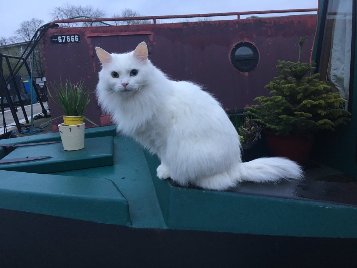 PangurBn5's tweet photo. Really? You’re going out to work at 6am on #Caturday? I’ll just sit here and watch you leave 😼 Have fun now! https://t.co/CBsRS923bq