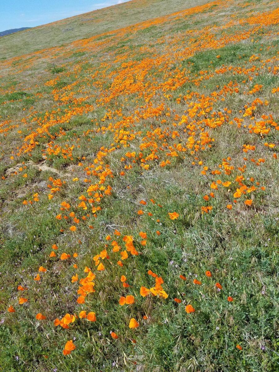 CAMontgomery1's tweet photo. POPPIES POPPIES POPPIES ππ#SuperBloom @ #AntelopeValley #CaliforniaPoppyReserve #Lancaster #Wildflowers #StateFlowers #NaturePhotography #BlueSkies #FieldsOfYellowOrange #OrangeFlowers #MyDayInLA #LetsGuide #LifeIsGood #CaliforniaStateFlower https://t.co/axXbKveE0t