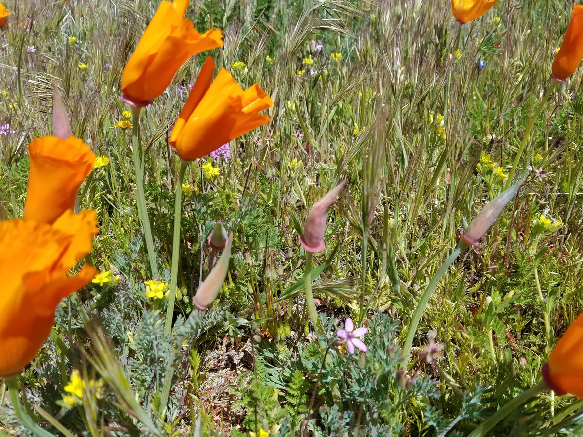 CAMontgomery1's tweet photo. POPPIES POPPIES POPPIES ππ#SuperBloom @ #AntelopeValley #CaliforniaPoppyReserve #Lancaster #Wildflowers #StateFlowers #NaturePhotography #BlueSkies #FieldsOfYellowOrange #OrangeFlowers #MyDayInLA #LetsGuide #LifeIsGood #CaliforniaStateFlower https://t.co/axXbKveE0t
