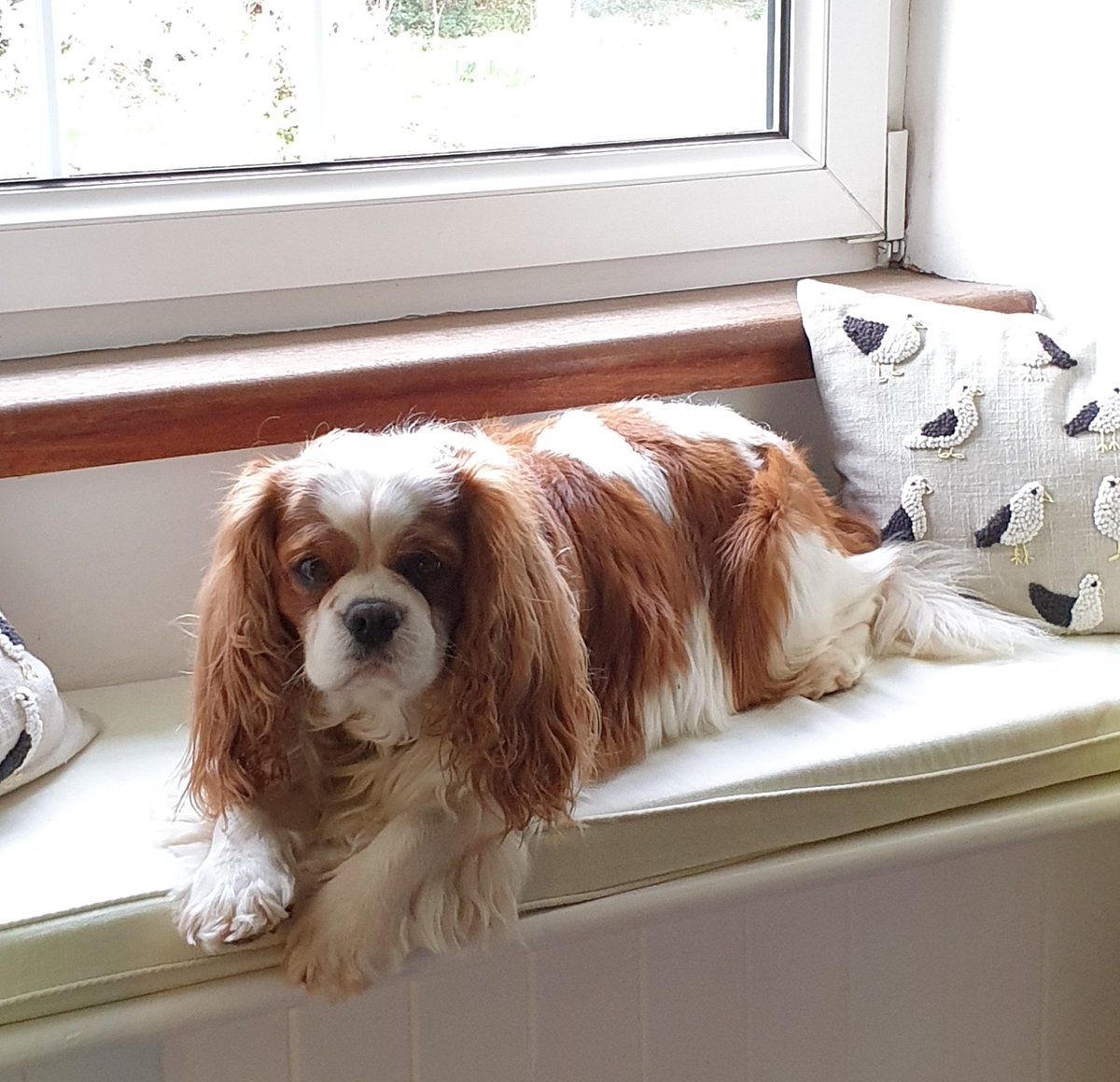 #HappyWeekend from a grumpy Teacake! Daddy shouted at me for barking at the neigbours doggy! I was just protecting him 🐶🐕 #theteacake #cavalierkingcharlesspaniel #dogs #dogsoftwitter #cavpack #dog