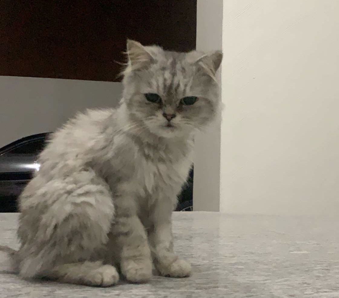 Kh_Alnuaimi's tweet photo. This cat was fount lost in MBZ city, Abu Dhabi. If it belongs to you or you want to adopt this cat please DM me. Retweet plz 
#lostcat #cat #lost_cat #cats #AdoptDontShop 
قطوة ضايعة في مدينة محمد بن زايد، أبوظبي .. اللي يعرف صاحبها أو يحب يتبناها يتواصل على الخاص. 
ريتويت https://t.co/2BIqC0d8Ja