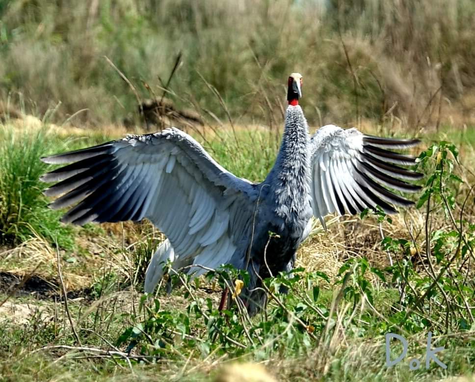 Lumbinidtrust's tweet photo. Beautiful Sarus Cranes in Lumbini Crane Sanctuary.
Photo by: Dharmendra Pal
#VisitNepal2020 #VisitLumbini #Sarus #Crane #BirdofLumbini #BirdsofLumbini #BirdWatching #Birding https://t.co/aSxMWRXs5u