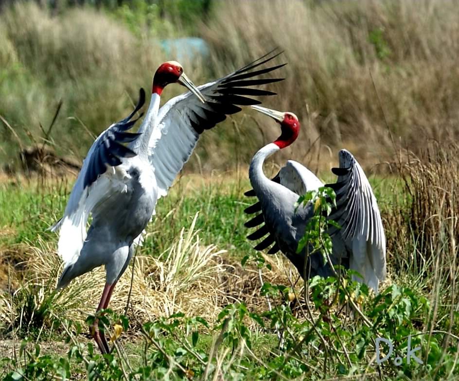 Lumbinidtrust's tweet photo. Beautiful Sarus Cranes in Lumbini Crane Sanctuary.
Photo by: Dharmendra Pal
#VisitNepal2020 #VisitLumbini #Sarus #Crane #BirdofLumbini #BirdsofLumbini #BirdWatching #Birding https://t.co/aSxMWRXs5u