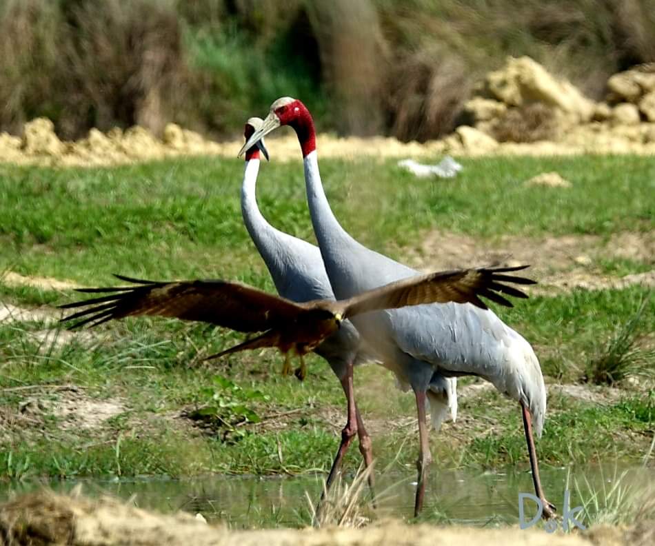 Lumbinidtrust's tweet photo. Beautiful Sarus Cranes in Lumbini Crane Sanctuary.
Photo by: Dharmendra Pal
#VisitNepal2020 #VisitLumbini #Sarus #Crane #BirdofLumbini #BirdsofLumbini #BirdWatching #Birding https://t.co/aSxMWRXs5u