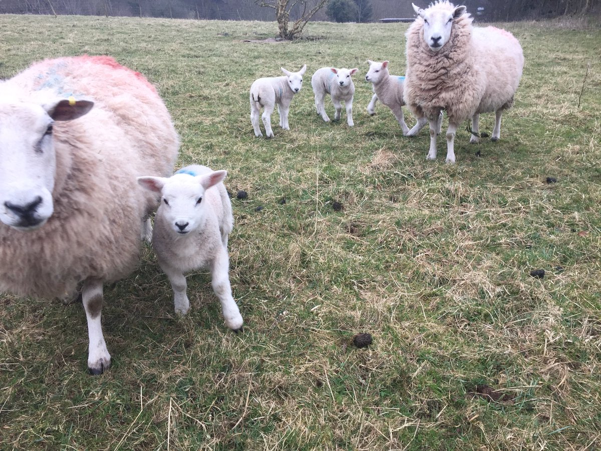 sheepfarmerjack's tweet photo. #Lambing2019 #sheep #sheep365 #farming #farminglife #Cumbia #LakeDistrict https://t.co/o8l6pegTbt