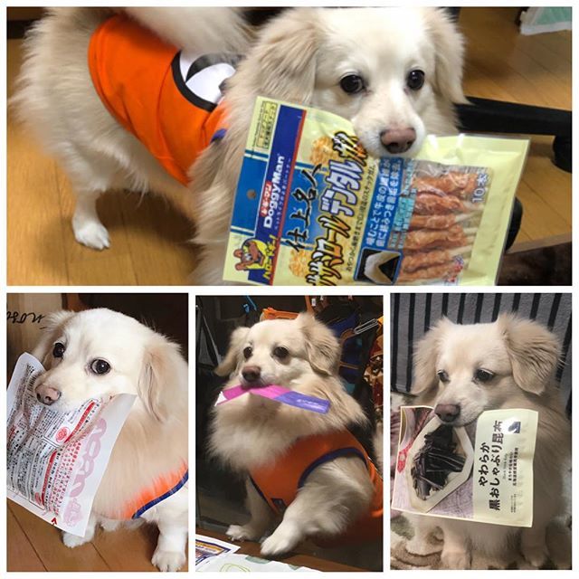 るーちゃん 悪さばっかり 悪い顔してるわー 笑 ミニチュアダックス ポメラニアン ポメックス ミックス犬 まろんの悪いことしてますシリーズ T Co Rpwoipmsxe