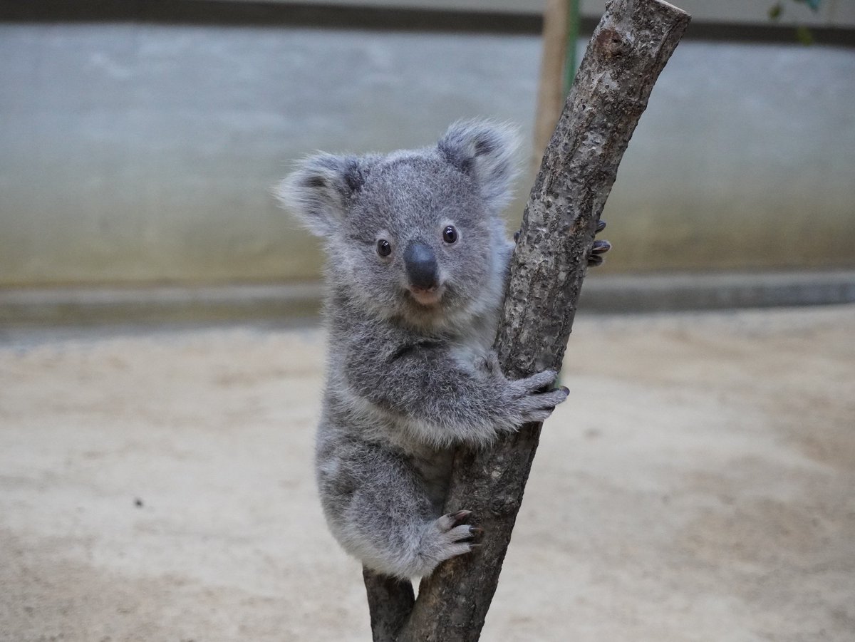 名古屋市東山動植物園 一人で体重測定できるもん 頑張りました コアラの赤ちゃん 愛称投票は3 31 日 まで受け付け中です 東山動植物園 コアラ ホリーの赤ちゃん 名古屋市東山動植物園 一人で体重測定できるもん 頑張りました コアラの赤ちゃん 愛称投票は3 31 日 まで受け付け中です 東山動植物園 コアラ ホリーの赤ちゃん
