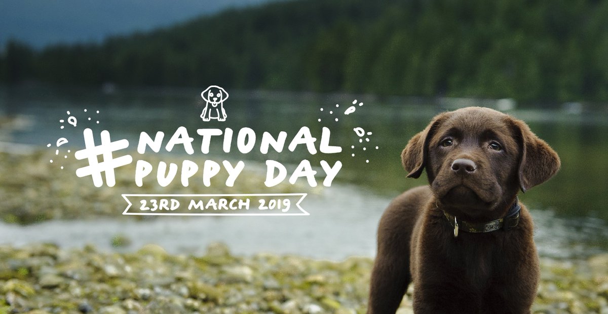 It's National Puppy Day! We'd love to see your pictures of your puppies smooshy faces and puppy tummies. Don't they grow up too quickly 🐾 #nationalpuppyday #puppy #newpuppy 
.
.
.
#dogsofinstagram#puppylove #instadogs #instapuppy #petstagram #lab #chocolatelab #labrador