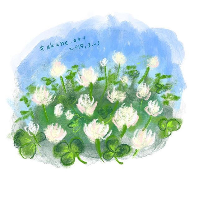 白詰草 白詰草