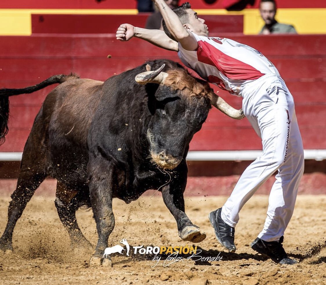 toropasion's tweet photo. R I E S G O •
#riesgo #ligatoropasión #recortadores #fallas #valencia #tauromaquia #toreoacuerpolimpio #toropasión #tradición #valor #espectáculo #arte #fotografía #emoción #fotografíataurina #smile #sf #toro #bulls #bullfighting #bullfightersonly #sportphotography https://t.co/tNAqGHjElh