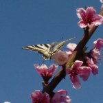 Photo by ADV Alt Penedès (@ADVAltPeneds)