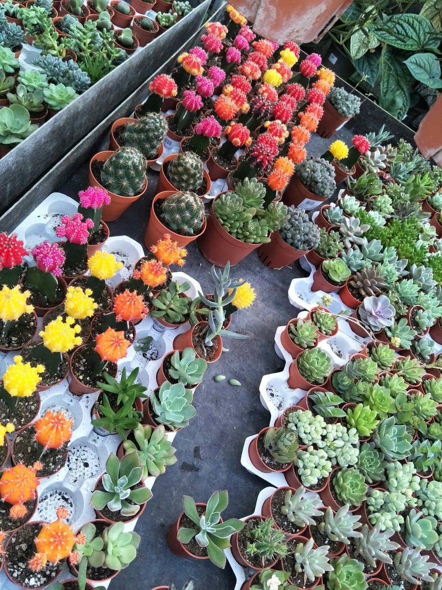 Savepoopy Twitter Search