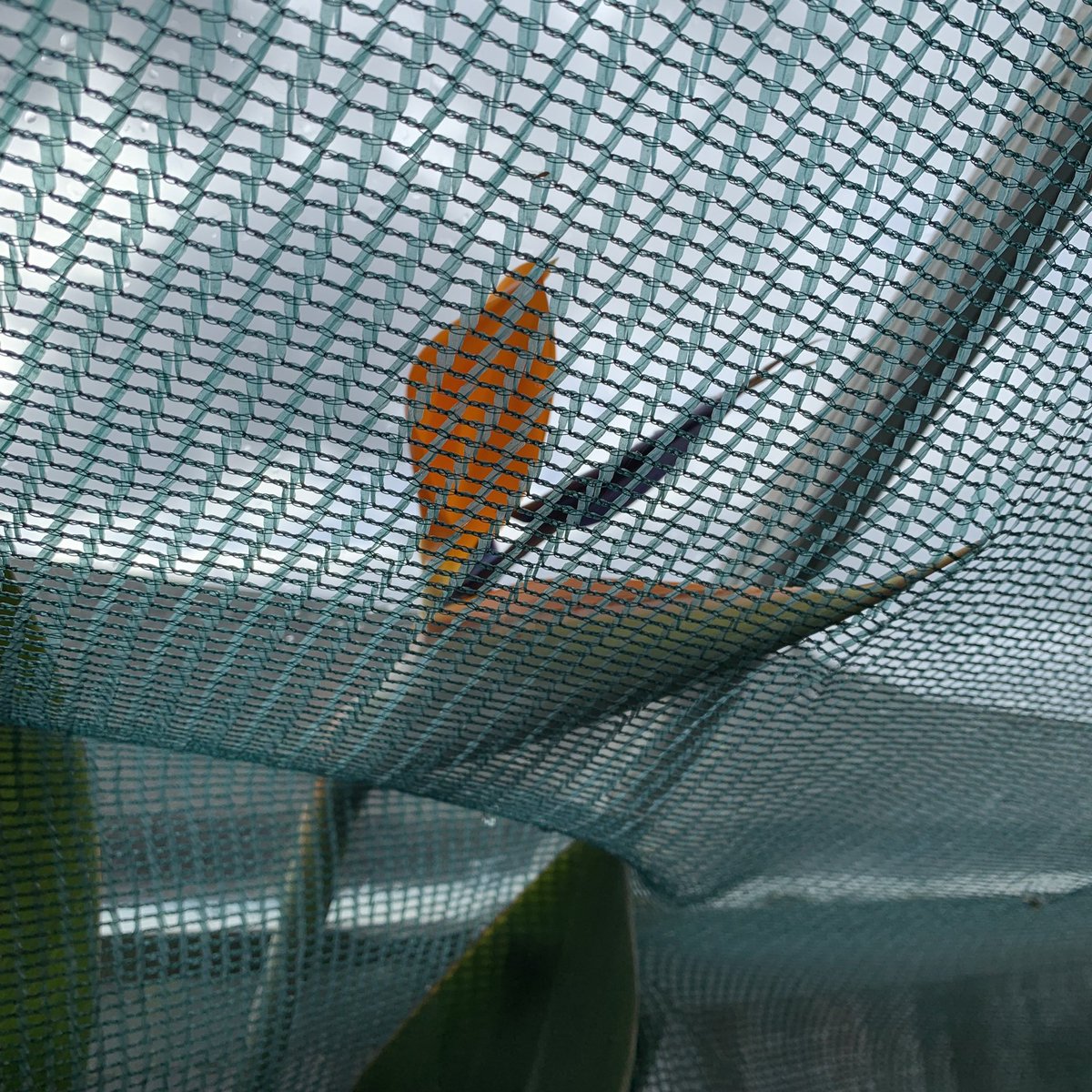 A very special ‘bird’ has got trapped in the shade netting of our greenhouse! #birdofparadise #strelitzia #strelitziareginae